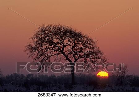 Silhouette of Pedunculate Oak (Quercus robur) tree in field at sunset, Schleswig-Holstein, Germany View Large Photo Image Stock Photo - Silhouette of Pedunculate Oak (Quercus robur) tree in field at sunset, Schleswig-Holstein, Germany . Fotosearch