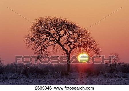 Silhouette of Pedunculate Oak (Quercus robur) tree in field at sunset, Schleswig-Holstein, Germany View Large Photo Image Stock Photograph - Silhouette of Pedunculate Oak (Quercus robur) tree in field at sunset, Schleswig-Holstein, Germany . Fotosearch