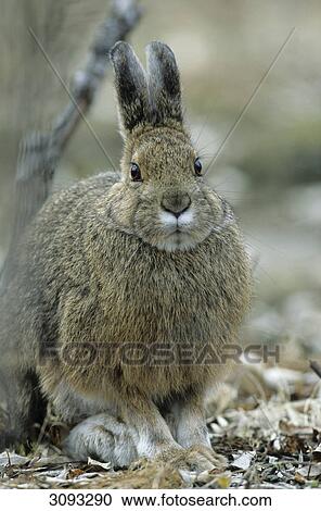 Snowshoe Hares (Lepus americanus) sitting on the forest floor, Denali National Park, USA, front view View Large Photo Image Stock Image - Snowshoe Hares (Lepus americanus) sitting on the forest floor, Denali National Park, USA, front view . Fotosearch