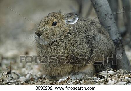 Stock Image - Snowshoe Hares (Lepus americanus) sitting on the forest floor, Denali National Park, USA, close-up . Fotosearch