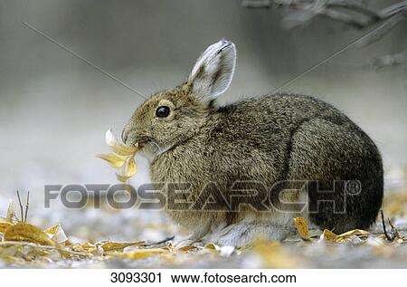 Snowshoe Hares (Lepus americanus) eating leafs, Denali National Park, USA, side view View Large Photo Image Stock Image - Snowshoe Hares (Lepus americanus) eating leafs, Denali National Park, USA, side view . Fotosearch