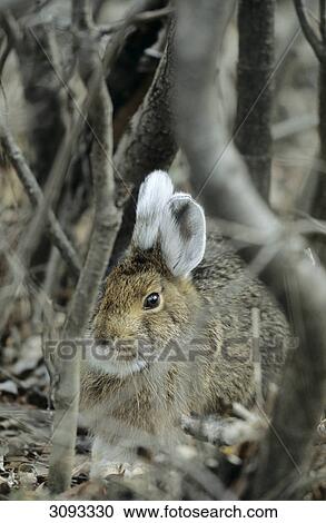 Snowshoe Hares (Lepus americanus) sitting in undergrowth, Denali National Park, USA View Large Photo Image Stock Image - Snowshoe Hares (Lepus americanus) sitting in undergrowth, Denali National Park, USA . Fotosearch