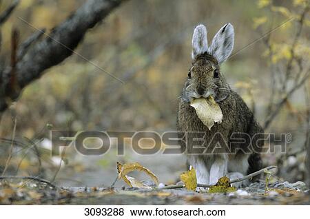Stock Photo - Snowshoe Hares (Lepus americanus) eating leafs, Denali National Park, USA, front view . Fotosearch