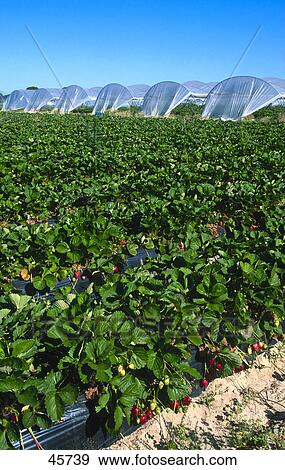 Strawberries plantation on landscape, Andalusia, Spain View Large Photo Image Stock Photo - Strawberries plantation on landscape, Andalusia, Spain . Fotosearch