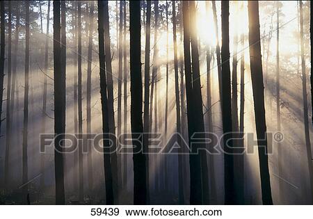 Sun radiating through coniferous trees View Large Photo Image Stock Photo - Sun radiating through coniferous trees . Fotosearch