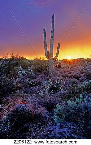 Sun setting behind cactus field, Arizona, USA View Large Photo Image Stock Image - Sun setting behind cactus field, Arizona, USA . Fotosearch