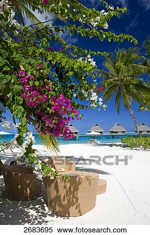 Table and chairs on beach, Bora Bora Nui Hilton Resort, French Polynesia View Large Photo Image Stock Photography - Table and chairs on beach, Bora Bora Nui Hilton Resort, French Polynesia . Fotosearch