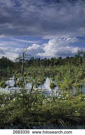 Tall cotton grass and dead trees in wetland, Saxony, Germany View Large Photo Image Stock Photography - Tall cotton grass and dead trees in wetland, Saxony, Germany . Fotosearch