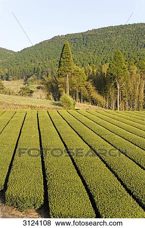 Tea plantation, Kyushu, Japan View Large Photo Image Stock Photo - Tea plantation, Kyushu, Japan . Fotosearch