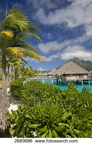 Thatched roof huts in shallow water, Saint-Regis Resort, Bora Bora, Society Island, French Polynesia View Large Photo Image Stock Photograph - Thatched roof huts in shallow water, Saint-Regis Resort, Bora Bora, Society Island, French Polynesia . Fotosearch