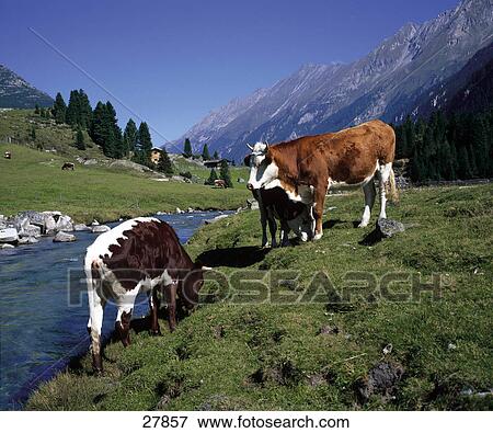 Three cows standing in meadow near brook, Unlassalm, Krimmler Achental, Hohe Tauern National Park, Salzburg, Austria View Large Photo Image Stock Photo - Three cows standing in meadow near brook, Unlassalm, Krimmler Achental, Hohe Tauern National Park, Salzburg, Austria . Fotosearch