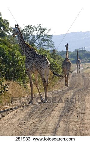 Three giraffes (Giraffa camelopardalis) walking on dirt road, Phinda Resource Reserve, South Africa View Large Photo Image Stock Image - Three giraffes (Giraffa camelopardalis) walking on dirt road, Phinda Resource Reserve, South Africa . Fotosearch