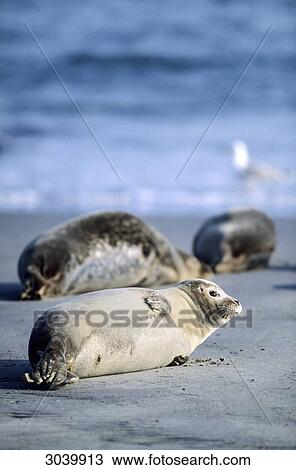Three Harbor Seals, Phoca vitulina, Helgoland, Schleswig-Holstein, Germany View Large Photo Image Stock Image - Three Harbor Seals, Phoca vitulina, Helgoland, Schleswig-Holstein, Germany . Fotosearch