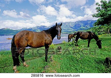 Three horses in field, Nuku Hiva, Marquesas Islands, French Polynesia View Large Photo Image Stock Photograph - Three horses in field, Nuku Hiva, Marquesas Islands, French Polynesia . Fotosearch