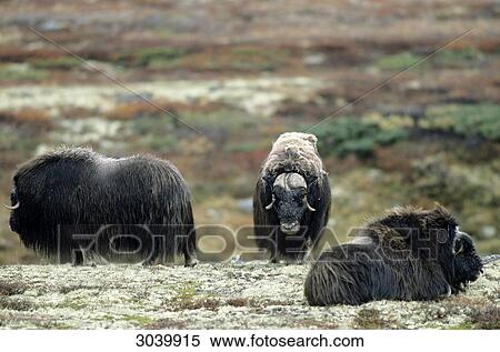 Three Muskox (Ovibos moschatus), Dovrefjell Sunndalsfjella National Park, Norway View Large Photo Image Stock Photography - Three Muskox (Ovibos moschatus), Dovrefjell Sunndalsfjella National Park, Norway . Fotosearch
