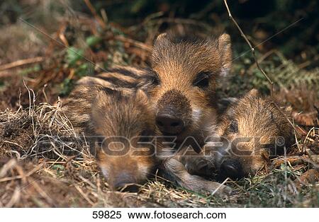 Three piglets of Wild Boar (Sus scrofa) sleeping in forest View Large Photo Image Stock Photography - Three piglets of Wild Boar (Sus scrofa) sleeping in forest . Fotosearch