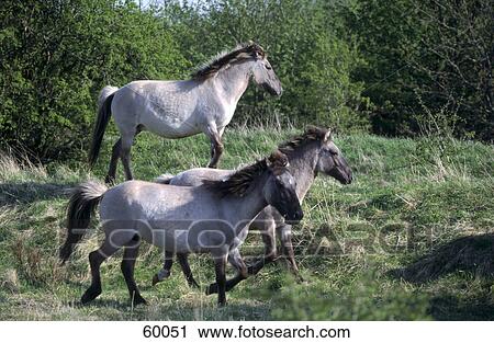 Three Przewalski's horses (Equus caballus przewalskii) walking in field View Large Photo Image Stock Image - Three Przewalski's horses (Equus caballus przewalskii) walking in field . Fotosearch