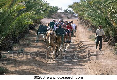 Tourists traveling on camels in desert, La Lajita Oasis Park, Fuerteventura, Canary Islands, Spain View Large Photo Image Stock Image - Tourists traveling on camels in desert, La Lajita Oasis Park, Fuerteventura, Canary Islands, Spain . Fotosearch