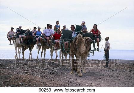 Tourists traveling on camels in desert, La Lajita Oasis Park, Fuerteventura, Canary Islands, Spain View Large Photo Image Stock Photo - Tourists traveling on camels in desert, La Lajita Oasis Park, Fuerteventura, Canary Islands, Spain . Fotosearch