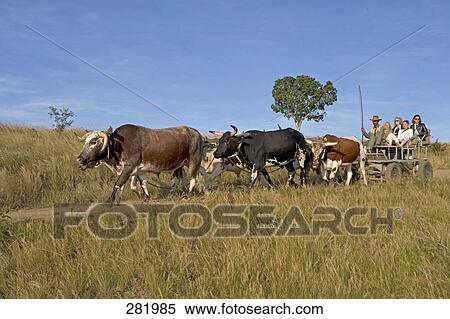 Tourists traveling on ox cart, South Africa View Large Photo Image Stock Photography - Tourists traveling on ox cart, South Africa . Fotosearch
