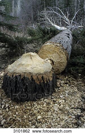 Tree cut down by a beaver, Jasper National Park, Alberta, Canada View Large Photo Image Stock Image - Tree cut down by a beaver, Jasper National Park, Alberta, Canada . Fotosearch