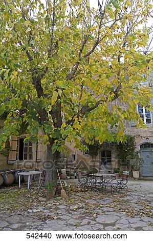 Stock Image - Tree in front of building, Vaucluse, Provence-Alpes-Cote d'Azur, France . Fotosearch