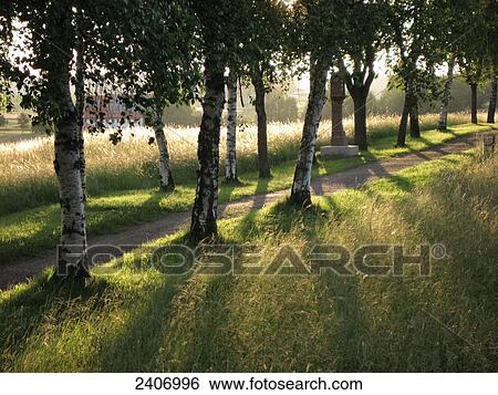 Trees along dirt road, Black Forest, Baden-Wuerttemberg, Germany View Large Photo Image Stock Photograph - Trees along dirt road, Black Forest, Baden-Wuerttemberg, Germany . Fotosearch