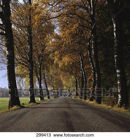 Stock Image - Trees along empty road . Fotosearch