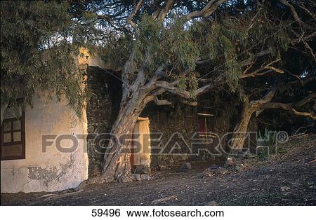 Trees along house, Canary Islands, Spain, Europe View Large Photo Image Stock Photograph - Trees along house, Canary Islands, Spain, Europe . Fotosearch