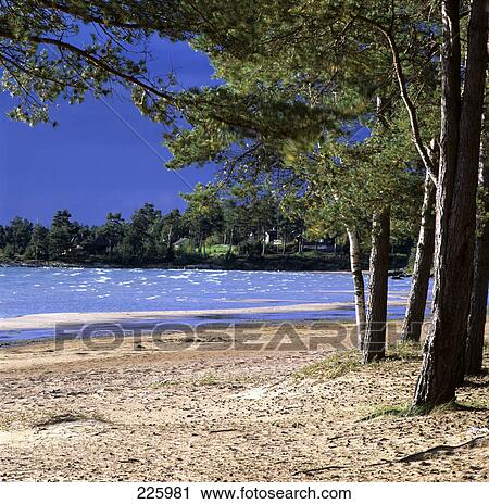 Stock Image - Trees at lakeside, Lake Vaenern, Sweden . Fotosearch