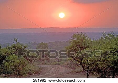 Trees at roadside, Phinda Resource Reserve, KwaZulu-Natal, South Africa View Large Photo Image Stock Image - Trees at roadside, Phinda Resource Reserve, KwaZulu-Natal, South Africa . Fotosearch