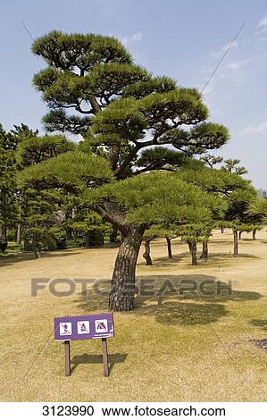 Trees in a japanese garden, Tokyo, Japan View Large Photo Image Stock Image - Trees in a japanese garden, Tokyo, Japan . Fotosearch