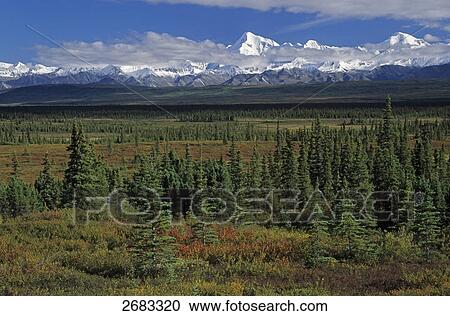 Trees in field with snowcapped mountain range in background, Denali National Park, Alaska, USA View Large Photo Image Stock Image - Trees in field with snowcapped mountain range in background, Denali National Park, Alaska, USA . Fotosearch