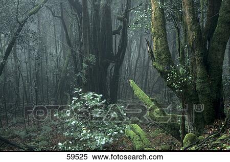 Trees in forest, Garajonay National Park, La Gomera, Canary Islands, Spain View Large Photo Image Stock Photography - Trees in forest, Garajonay National Park, La Gomera, Canary Islands, Spain . Fotosearch