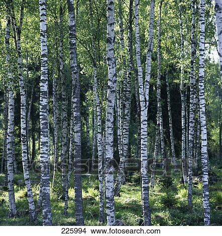 Trees in forest, Sweden View Large Photo Image Picture - Trees in forest, Sweden . Fotosearch