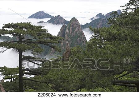 Trees in front of mountains, Huangshan Mountains, Huangshan, Anhui Province, China View Large Photo Image Picture - Trees in front of mountains, Huangshan Mountains, Huangshan, Anhui Province, China . Fotosearch