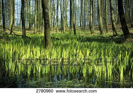 Trees in wetland, Schleswig-Holstein, Germany View Large Photo Image Stock Image - Trees in wetland, Schleswig-Holstein, Germany . Fotosearch