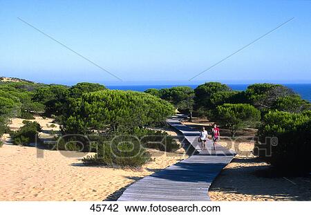 Stock Image - Trees on beach, Matalascanas, Donana National Park, Costa de la Luz, Andalusia, Spain . Fotosearch