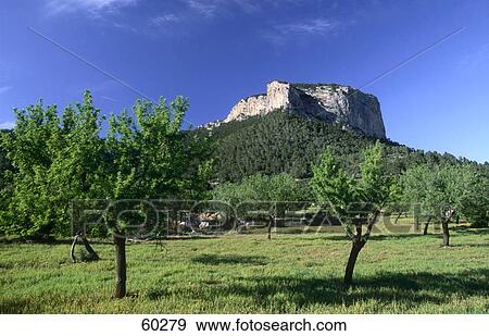 Trees on landscape, Majorca, Balearic Islands, Spain, Europe View Large Photo Image Stock Photo - Trees on landscape, Majorca, Balearic Islands, Spain, Europe . Fotosearch