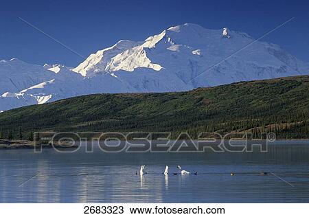 Stock Image - Trumpeter swans (Cygnus buccinator) floating on water, Mt McKinley, Wonder Lake, Denali National Park, Alaska, USA . Fotosearch