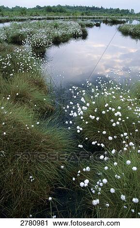 Tussock Cottongrass (Eriophorum vaginatum) growing at wetland, Schleswig-Holstein, Germany View Large Photo Image Stock Image - Tussock Cottongrass (Eriophorum vaginatum) growing at wetland, Schleswig-Holstein, Germany . Fotosearch