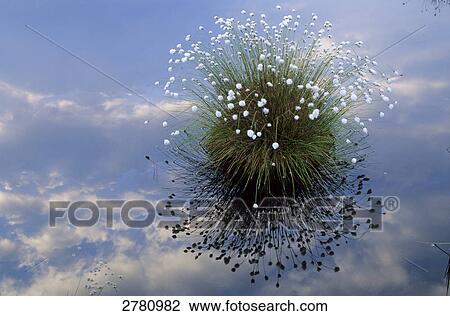 Tussock Cottongrass (Eriophorum vaginatum) growing in water, Schleswig-Holstein, Germany View Large Photo Image Stock Image - Tussock Cottongrass (Eriophorum vaginatum) growing in water, Schleswig-Holstein, Germany . Fotosearch