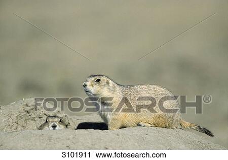 Two Black-tailed Prairie Dogs (Cynomys ludovicianus) sitting on a sandhill, close-up View Large Photo Image Stock Image - Two Black-tailed Prairie Dogs (Cynomys ludovicianus) sitting on a sandhill, close-up . Fotosearch