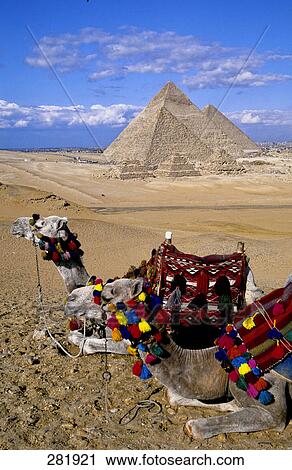 Two camels in desert, Giza Pyramids, Giza, Egypt View Large Photo Image Stock Image - Two camels in desert, Giza Pyramids, Giza, Egypt . Fotosearch