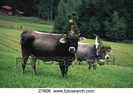 Stock Photograph - Two decorated cows in field, Wipptal, Mutters, Tyrol, Austria . Fotosearch