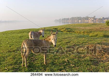 Two donkey standing at riverbank, Nile River, Egypt View Large Photo Image Picture - Two donkey standing at riverbank, Nile River, Egypt . Fotosearch