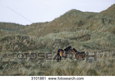 Two Exmoor Ponies (Equus ferus caballus) standing in a grassy landscape, Texel, Netherlands View Large Photo Image Stock Image - Two Exmoor Ponies (Equus ferus caballus) standing in a grassy landscape, Texel, Netherlands . Fotosearch