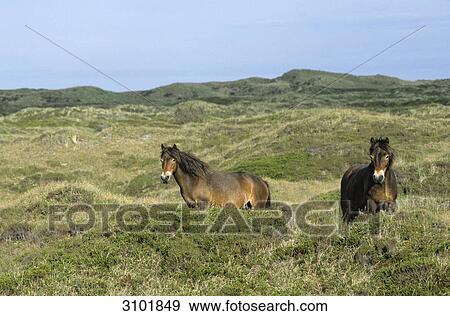 Two Exmoor Ponies (Equus ferus caballus), Texel, Netherlands View Large Photo Image Stock Photo - Two Exmoor Ponies (Equus ferus caballus), Texel, Netherlands . Fotosearch