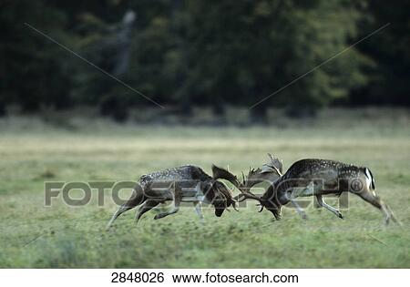 Stock Photograph - Two Fallow deer (Dama dama) fighting in forest, Sjaelland, Denmark . Fotosearch