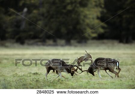 Two Fallow deer (Dama dama) fighting in forest, Sjaelland, Denmark View Large Photo Image Stock Photography - Two Fallow deer (Dama dama) fighting in forest, Sjaelland, Denmark . Fotosearch